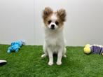 Kruising Vlinderhondje pups, België, 8 tot 15 weken, CDV (hondenziekte), Meerdere