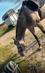 Paard, Dieren en Toebehoren, Paarden