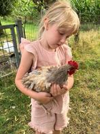 jonge haantjes, Dieren en Toebehoren, Mannelijk, Kip