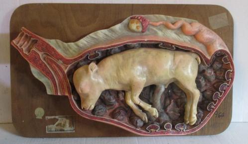 ancien modèle anatomique en plâtre veau dans l'utérus Somso, Antiquités & Art, Curiosités & Brocante, Envoi