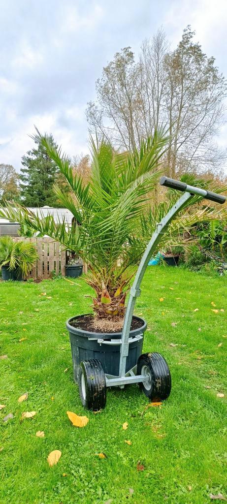Phoenix Canariensis dadelpalm., Tuin en Terras, Planten | Bomen, In pot, Ophalen of Verzenden