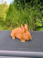 Vale van Bourgondië ️, Dieren en Toebehoren