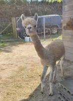 Phaedra: jonge, goudblonde alpaca merrie, Vrouwelijk, 3 tot 5 jaar