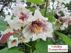CATALPA, ACACIA, ÉRABLE SPHÉRIQUE,... DEMI & HAUTE TIGES, Jardin & Terrasse, Plantes | Arbres, Enlèvement, Printemps, Arbre à bulbes