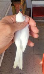 Wit recessief, Dieren en Toebehoren, Vogels | Kanaries, Vrouwelijk, Kleurkanarie