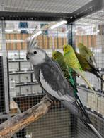 Valkparkiet man, Dieren en Toebehoren, Mannelijk, Parkiet