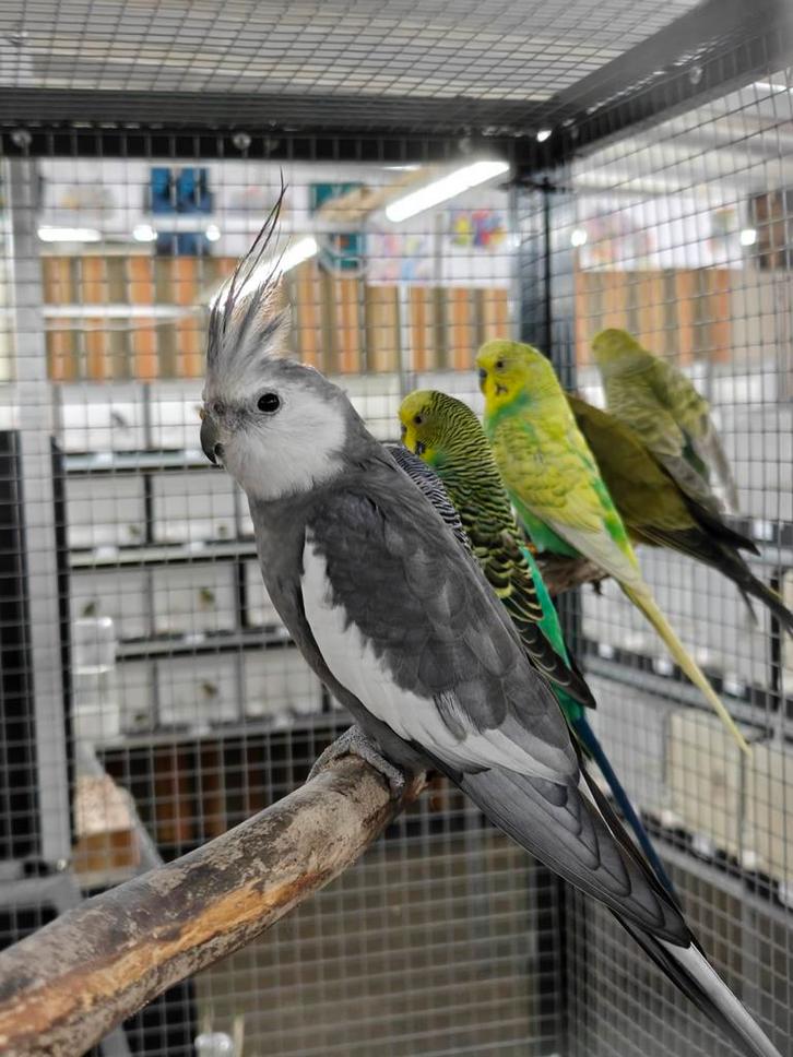 Valkparkiet man, Dieren en Toebehoren, Vogels | Parkieten en Papegaaien, Parkiet, Mannelijk