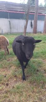 Ouessant ooi, Dieren en Toebehoren, Schapen, Geiten en Varkens, Vrouwelijk, Schaap, 3 tot 5 jaar
