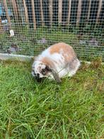 Knuffelkonijntje, Dieren en Toebehoren, Vrouwelijk, Dwerg, Hangoor, 0 tot 2 jaar