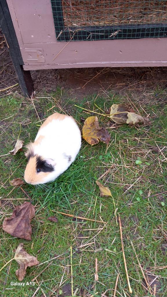 Cavia beertjes, Dieren en Toebehoren, Knaagdieren, Mannelijk, Cavia, September, Tam