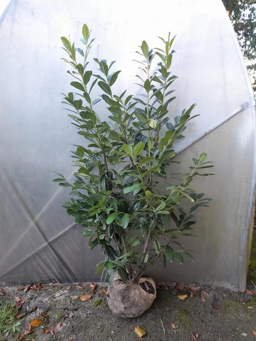 Prunus novita haaglaurier tot 125-150cm, Jardin & Terrasse, Plantes | Arbustes & Haies, Haie, Laurier, 100 à 250 cm, Enlèvement ou Envoi