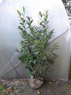 Prunus novita haaglaurier tot 125-150cm, Haag, Laurier, Ophalen of Verzenden, 100 tot 250 cm