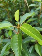 KORTING/PROMOTIE  Portugese laurierhaag  Angustifolia, Tuin en Terras, Planten | Struiken en Hagen, Ophalen of Verzenden