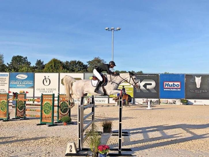 Talentvolle jonge Escape Z merrie uit toplijn, Dieren en Toebehoren, Paarden, Merrie, Z, 165 tot 170 cm, 3 tot 6 jaar, Met stamboom