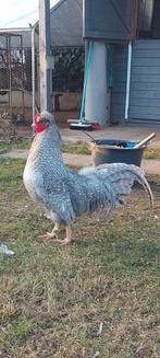 Schijndelaar koekoek haan, Dieren en Toebehoren, Pluimvee