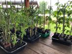 Tomatenplanten, Jardin & Terrasse, Plantes | Jardin, Annuelle, Plein soleil, Enlèvement, Plantes potagères