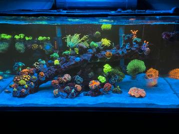 Zeeaquarium Complete inhoud koralen vissen Levende have  beschikbaar voor biedingen