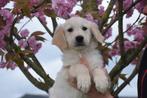 Golden retriever pups 🌸🐾 bloesem streelt puppy 😍, Dieren en Toebehoren, CDV (hondenziekte), Meerdere, Golden retriever, 8 tot 15 weken