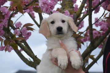 Golden retriever pups 🌸🐾 bloesem streelt puppy 😍