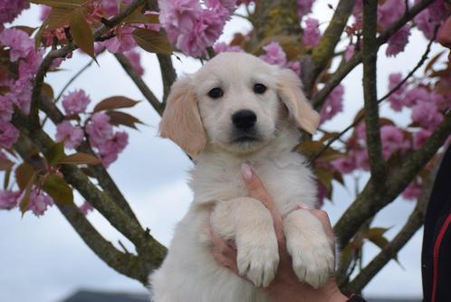Golden retriever pups 🌸🐾 bloesem streelt puppy 😍, Dieren en Toebehoren, Honden | Retrievers, Spaniëls en Waterhonden, Meerdere dieren