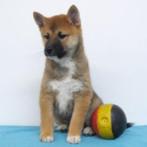 Shiba Inu - Chiots belges à vendre, Commerçant, Autres races, 8 à 15 semaines, Plusieurs