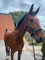 5,5 jarige ruin, Animaux & Accessoires, Chevaux, 175 cm ou plus, Hongre, M, Vermifugé