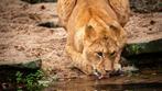 2 tickets Zoo Antwerpen, Tickets en Kaartjes, Twee personen, Ticket of Toegangskaart