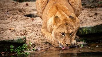 2 tickets Zoo Antwerpen beschikbaar voor biedingen