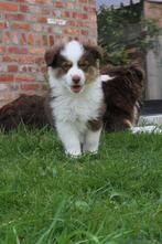 Mini American (australian) shepherd - mini aussie, Dieren en Toebehoren, Honden | Herdershonden en Veedrijvers, België, Particulier