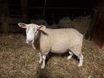 Swifter dekram, Dieren en Toebehoren, Schapen, Geiten en Varkens