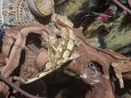 Terrarium met gecko, Domestique, Amphibien, 0 à 2 ans