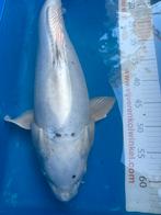 55 cm koi, Dieren en Toebehoren, Vissen | Vijvervissen, Karper of Koi