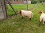 Dekrammen Ardense voskoppen, Dieren en Toebehoren, Mannelijk, Schaap, 0 tot 2 jaar