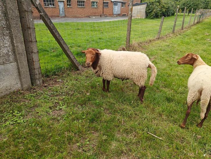 Dekrammen Ardense voskoppen, Dieren en Toebehoren, Schapen, Geiten en Varkens, Schaap, Mannelijk, 0 tot 2 jaar