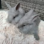 Konijntjes, Dieren en Toebehoren, Konijnen