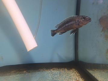 Melanochromis auratus man 