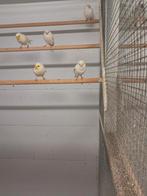 Kanaries, Dieren en Toebehoren, Vogels | Kanaries