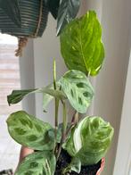 Maranta Kerchoveana Variegated, Ophalen of Verzenden