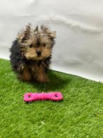 Yorkshire terrier  pups, Yorkshire Terriër, 15 weken tot 1 jaar, Buitenland, CDV (hondenziekte)