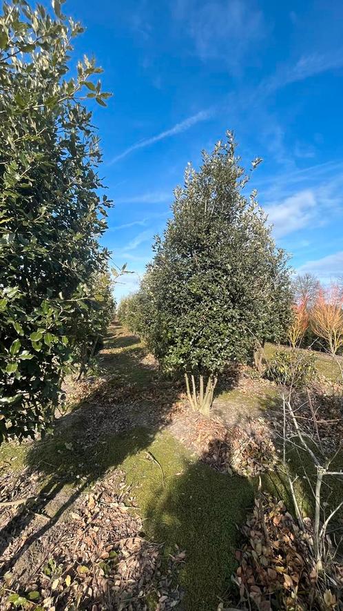 Quercus ilex meerstammige steeneiken | Groenblijvend, Tuin en Terras, Planten | Bomen, In pot, Ophalen of Verzenden