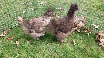 USA Zijdehoenders, Poule ou poulet