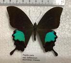 Papilio paris ssp. battacorum, Ophalen of Verzenden, Zo goed als nieuw