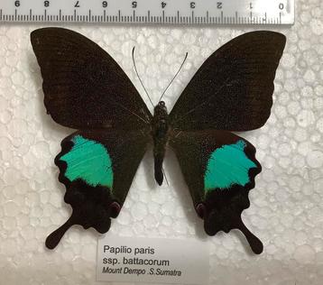 Papilio paris ssp. battacorum beschikbaar voor biedingen
