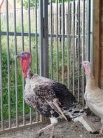 Kalkoen broedeitjes, Dieren en Toebehoren, Pluimvee, Kalkoen