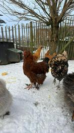 2 knappe hanen, Animaux & Accessoires, Volatiles, Mâle, Poule ou poulet