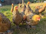 Brahma goudpatrijs jonge hennen, Femelle, Poule ou poulet