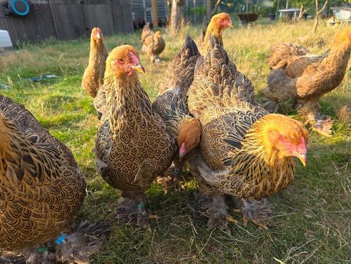 Brahma goudpatrijs jonge hennen, Dieren en Toebehoren, Pluimvee, Kip, Vrouwelijk
