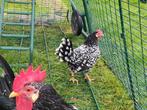 Anconakrielen in verschillende kleurslagen, Poule ou poulet, Plusieurs animaux