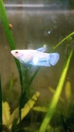 jongen van betta te koop, Poisson, Poisson d'eau douce