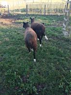 Éperonnage de moutons noirs et bleus